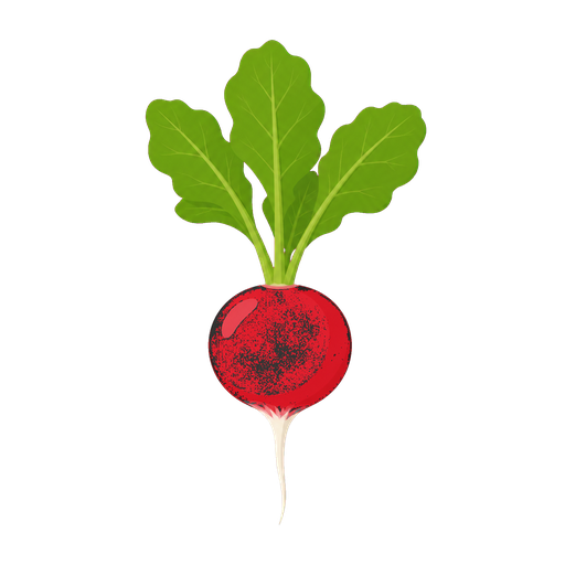 Radish